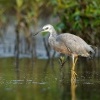 Volavka belolici - Egretta novaehollandiae - White-faced Heron 9221
